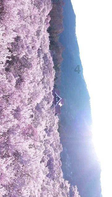 【文化拾遗 魅力泉州】有声手账|“中国白”是非常合适的“海丝”语言